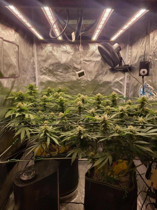 Mainlining & other curiosities. Week 16