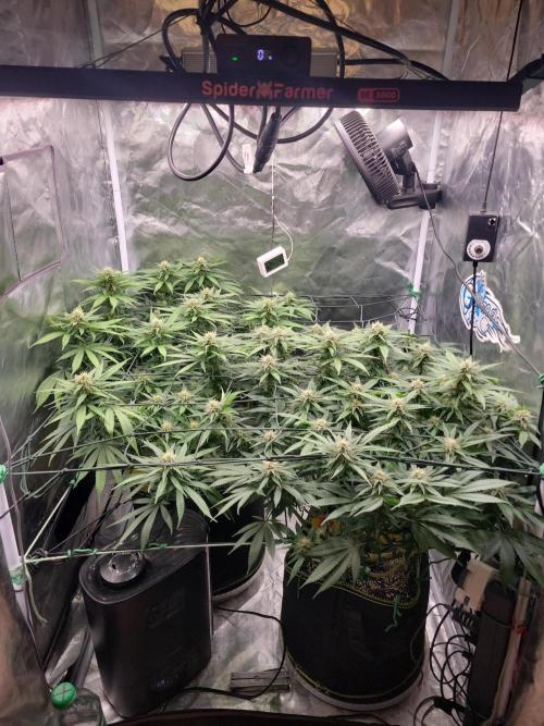 Mainlining & other curiosities. Week 16 - 22.6.