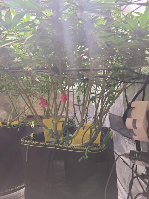 Mainlining & other curiosities. Week 16 - California orange x skunk