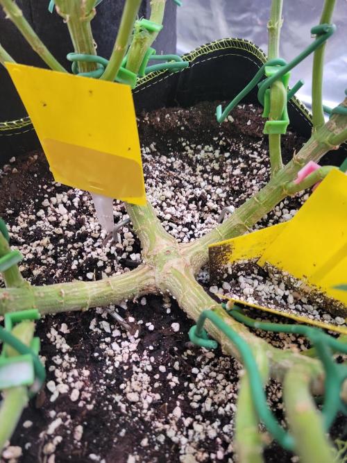 Mainlining & other curiosities. Week 16