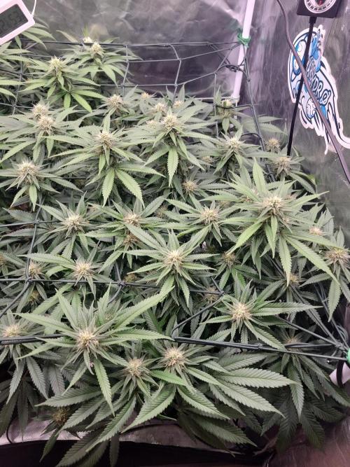 Mainlining & other curiosities. Week 16