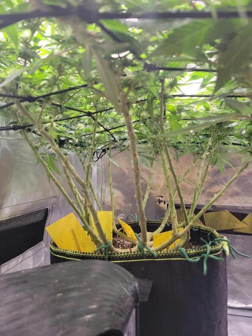Mainlining & other curiosities. Week 16 - Tropicana cherry