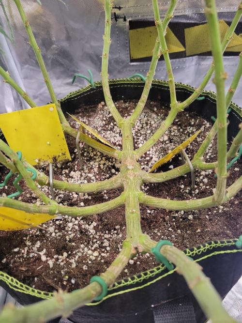 Mainlining & other curiosities. Week 16