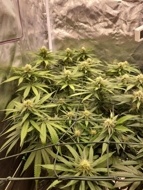 Mainlining & other curiosities. Week 16