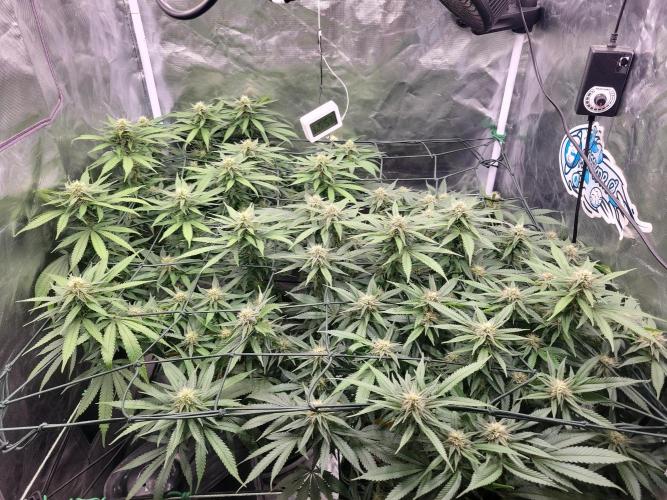 Mainlining & other curiosities. Week 16