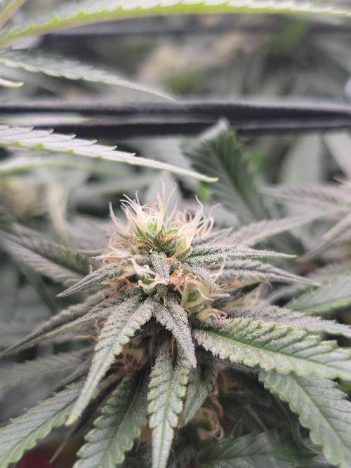 Mainlining & other curiosities. Week 16
