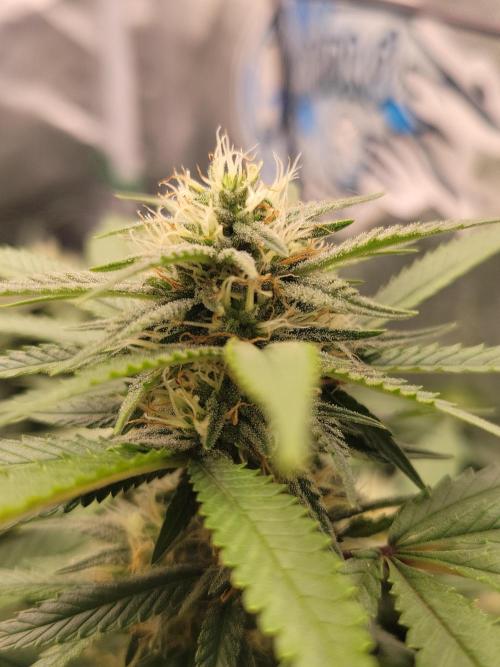 Mainlining & other curiosities. Week 16