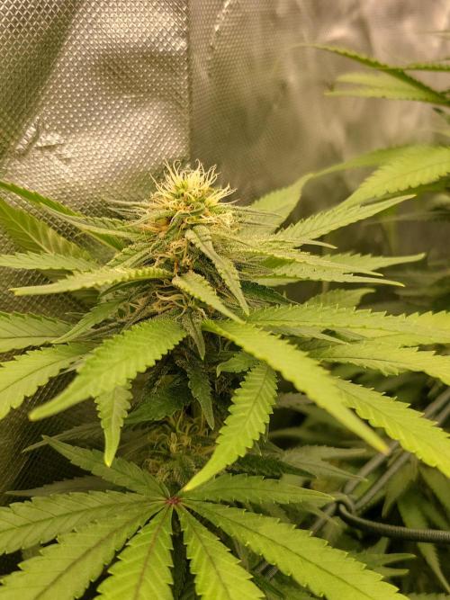 Mainlining & other curiosities. Week 16