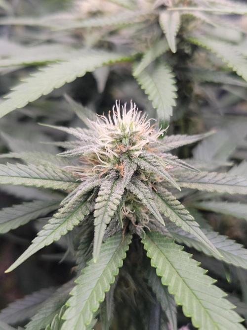 Mainlining & other curiosities. Week 16