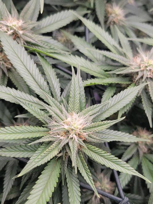 Mainlining & other curiosities. Week 16