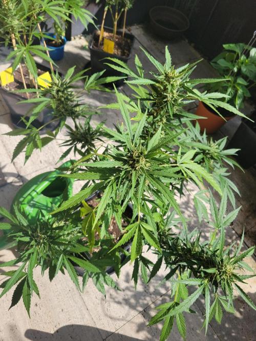 Outdoor 2026 Fastbuds. Week 10 - 29.6.
SD