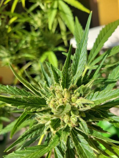 Outdoor 2026 Fastbuds. Week 10 - Insane smell