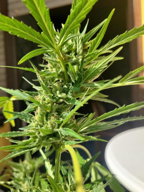 Outdoor 2026 Fastbuds. Week 10