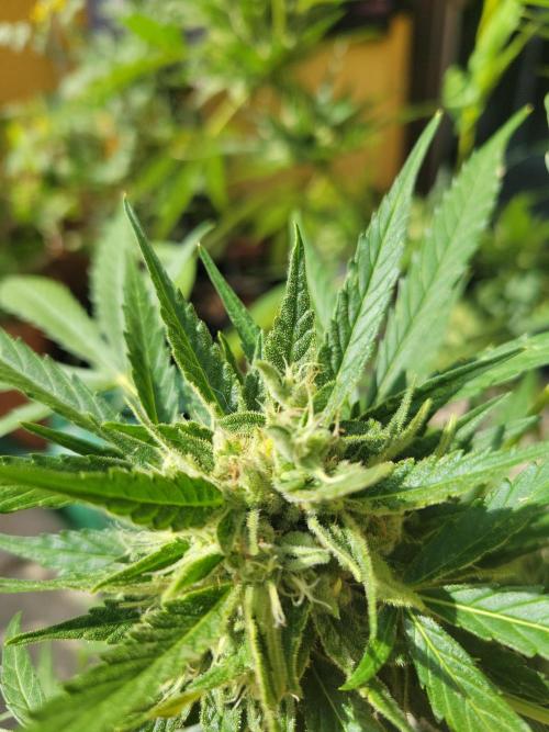 Outdoor 2026 Fastbuds. Week 10