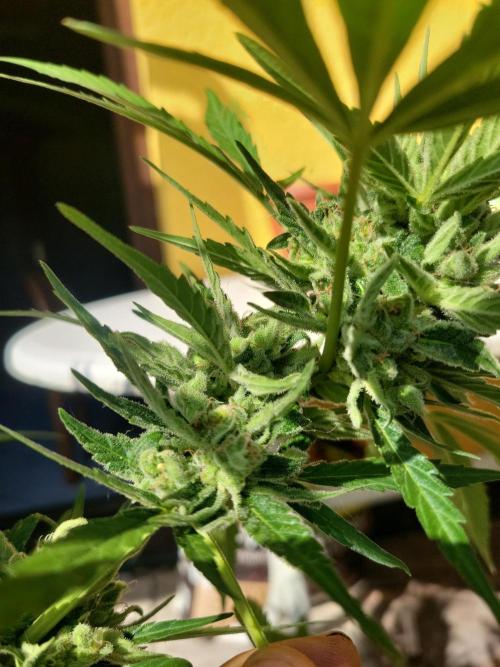 Outdoor 2026 Fastbuds. Week 10