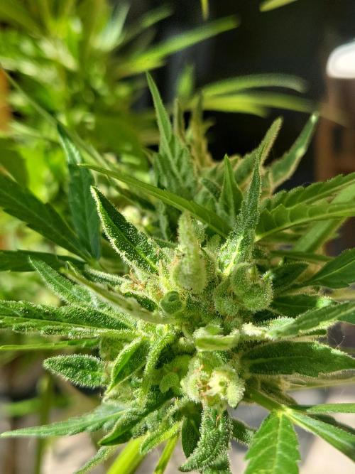 Outdoor 2026 Fastbuds. Week 10