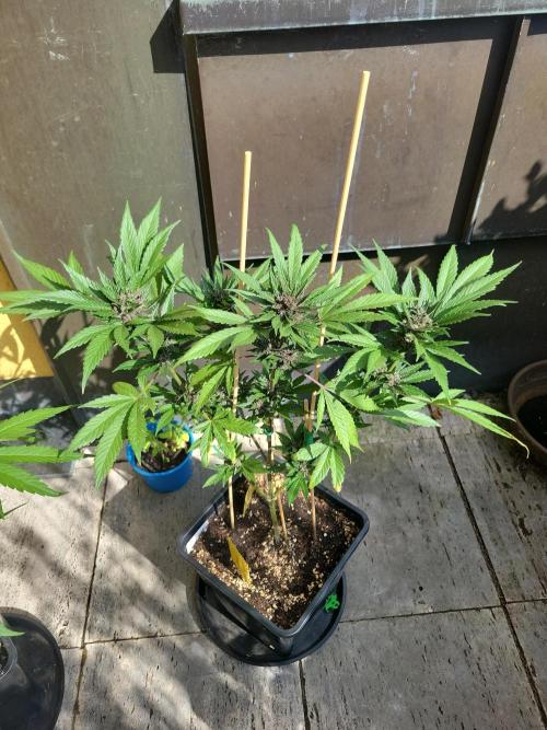 Outdoor 2026 Fastbuds. Week 10 - SBG