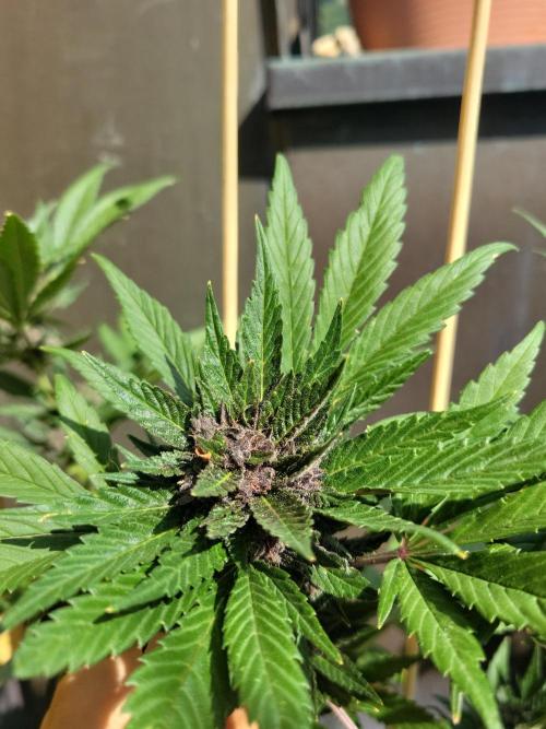 Outdoor 2026 Fastbuds. Week 10