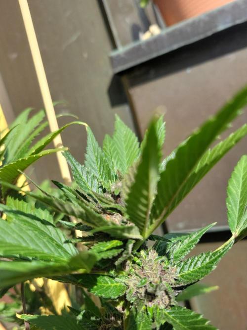 Outdoor 2026 Fastbuds. Week 10