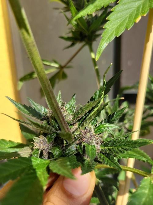 Outdoor 2026 Fastbuds. Week 10