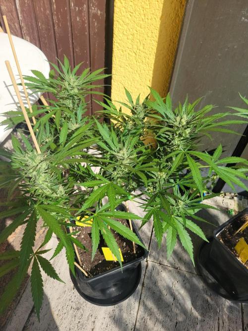 Outdoor 2026 Fastbuds. Week 10 - OS