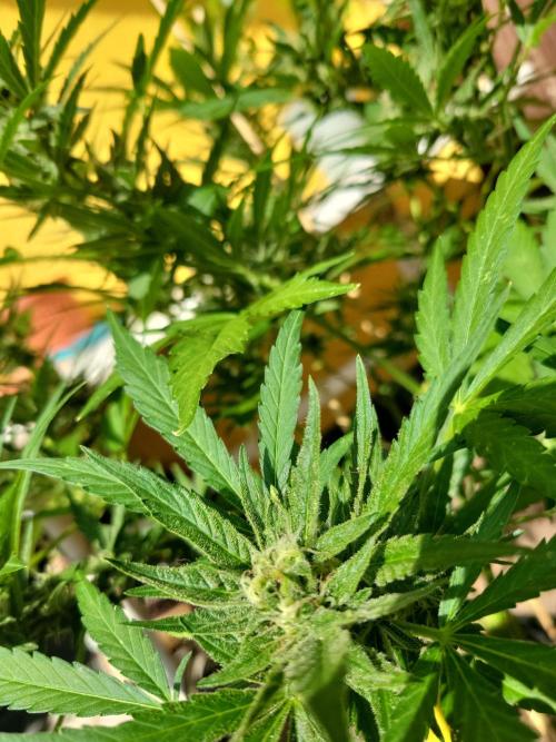 Outdoor 2026 Fastbuds. Week 10
