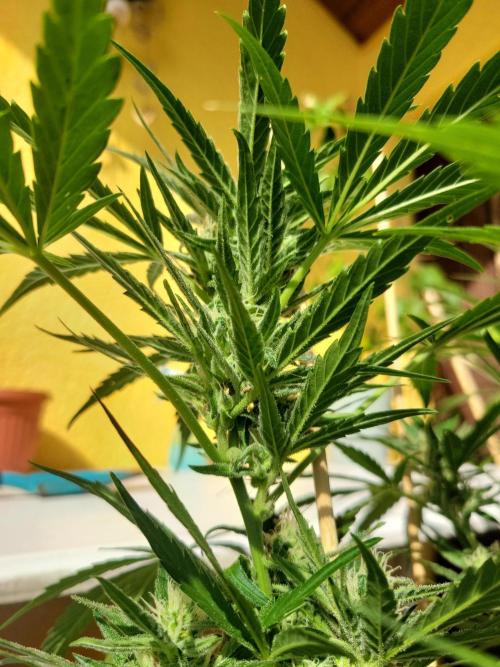 Outdoor 2026 Fastbuds. Week 10
