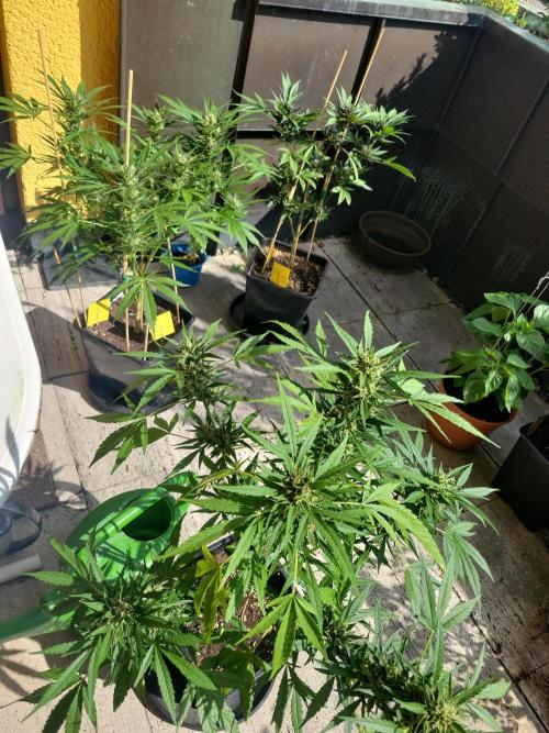 Outdoor 2026 Fastbuds. Week 10