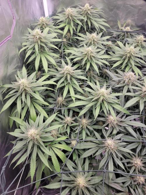 Mainlining & other curiosities. Week 17 - TC