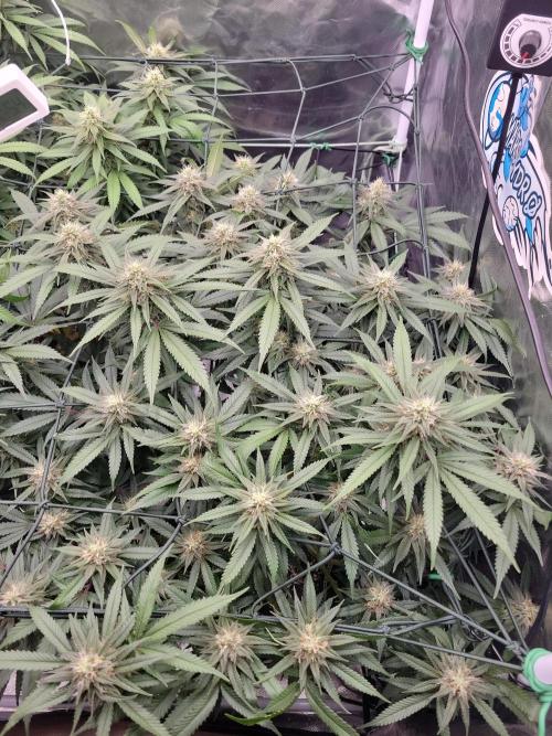 Mainlining & other curiosities. Week 17 - COxS