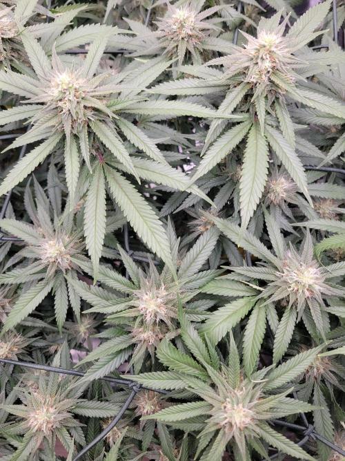 Mainlining & other curiosities. Week 17