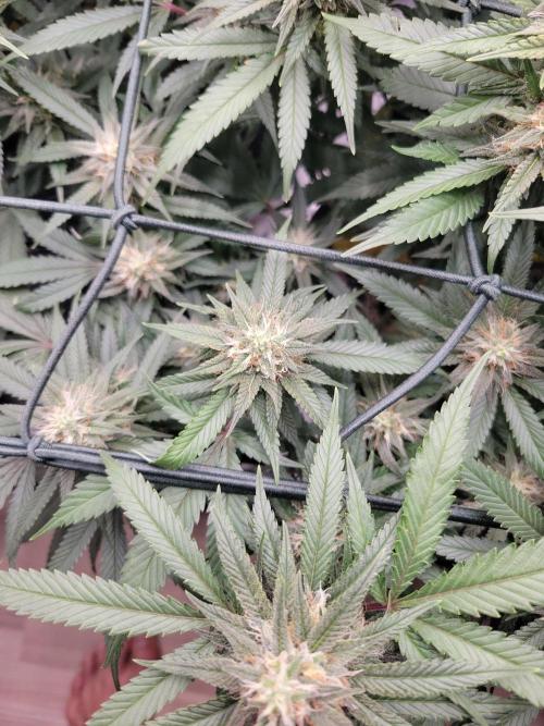 Mainlining & other curiosities. Week 17