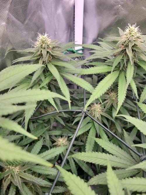 Mainlining & other curiosities. Week 17