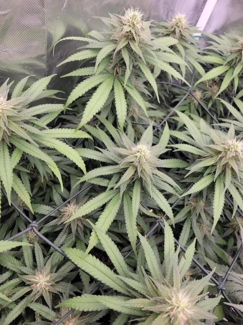 Mainlining & other curiosities. Week 17