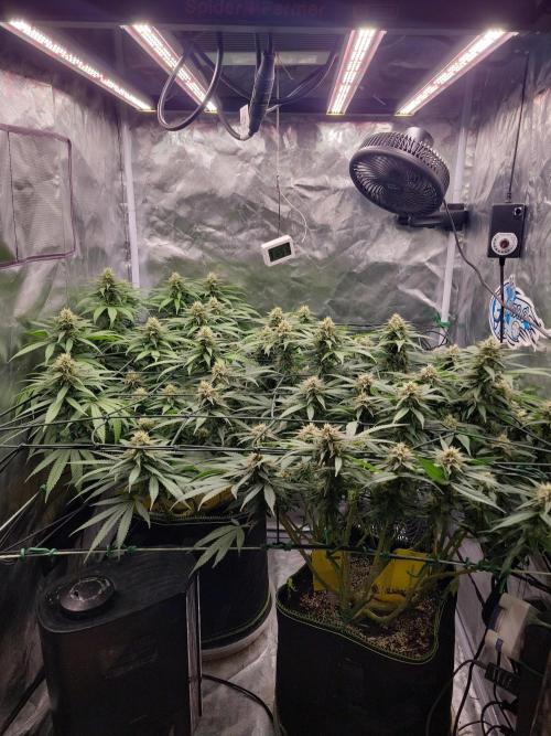 Mainlining & other curiosities. Week 17