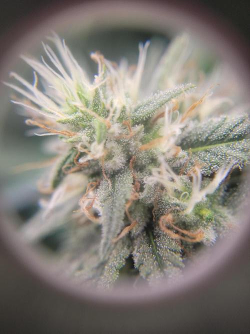 Mainlining & other curiosities. Week 17