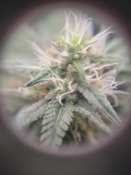Mainlining & other curiosities. Week 17