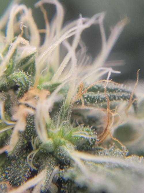 Mainlining & other curiosities. Week 17