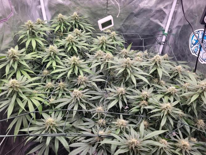 Mainlining & other curiosities. Week 17