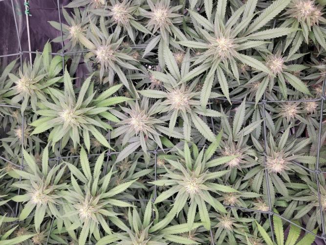 Mainlining & other curiosities. Week 17