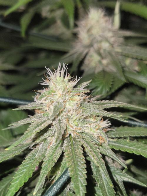 Mainlining & other curiosities. Week 18