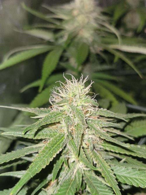Mainlining & other curiosities. Week 18