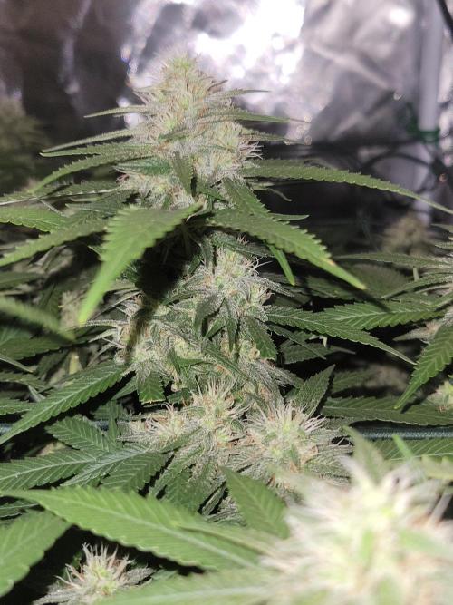 Mainlining & other curiosities. Week 18