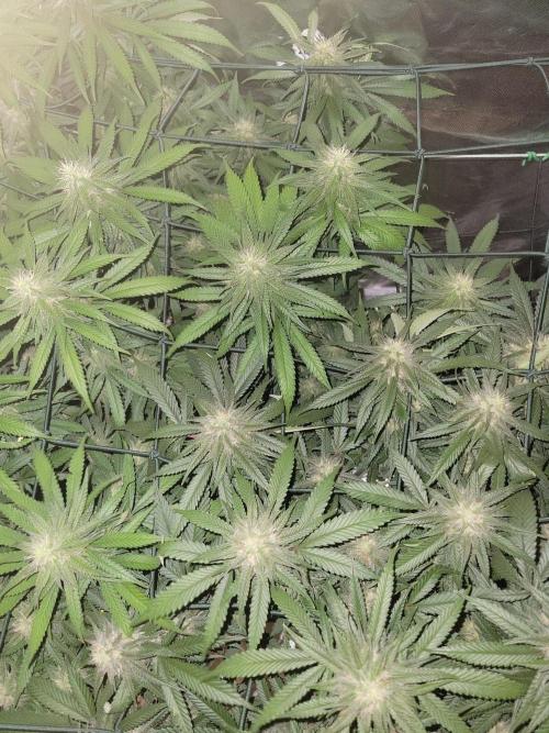 Mainlining & other curiosities. Week 18