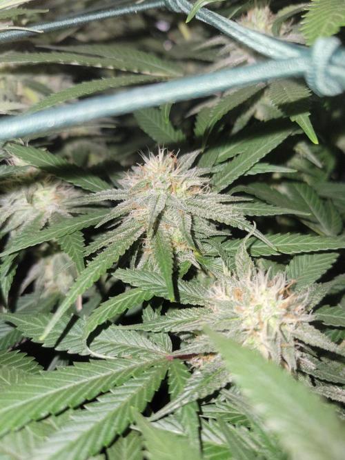 Mainlining & other curiosities. Week 18