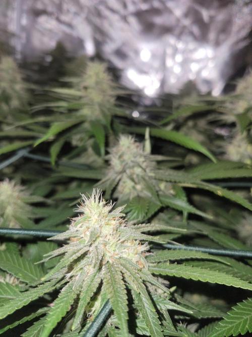 Mainlining & other curiosities. Week 18