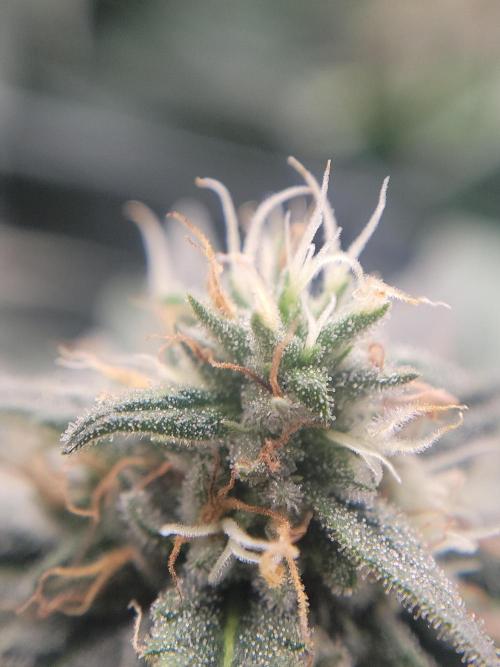 Mainlining & other curiosities. Week 18