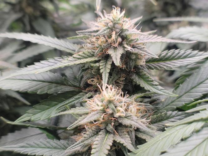 Mainlining & other curiosities. Week 18