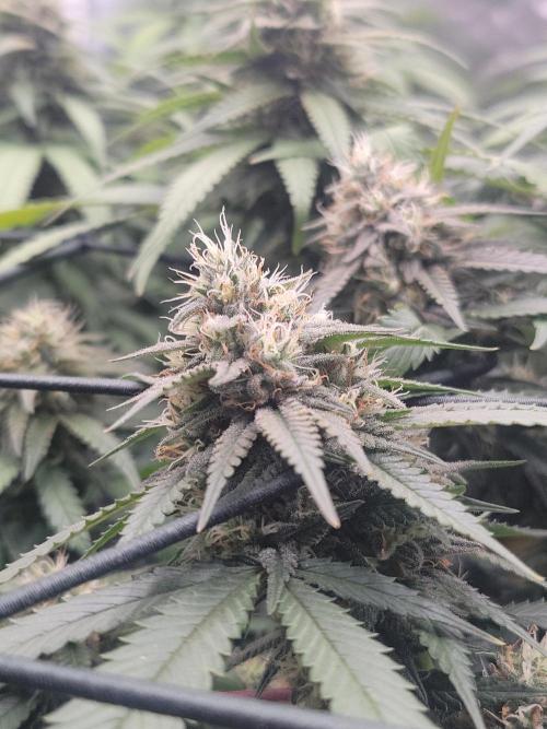 Mainlining & other curiosities. Week 18