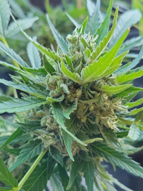 Outdoor 2026 Fastbuds. Week 11 - 29.6. Sour diesel